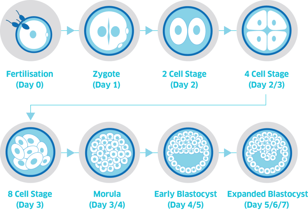 Blastocyst Culture | Superior A.R.T.