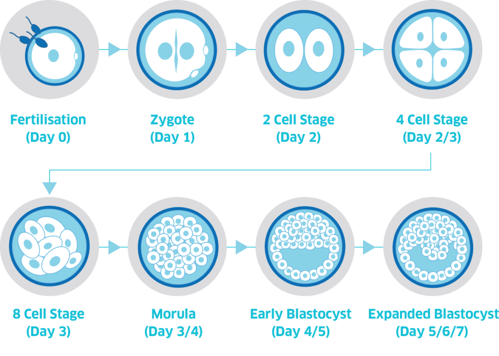 Blastocyst Culture Superior A R T 