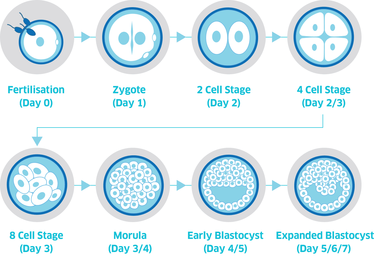 4 Stages Of Embryonic Development