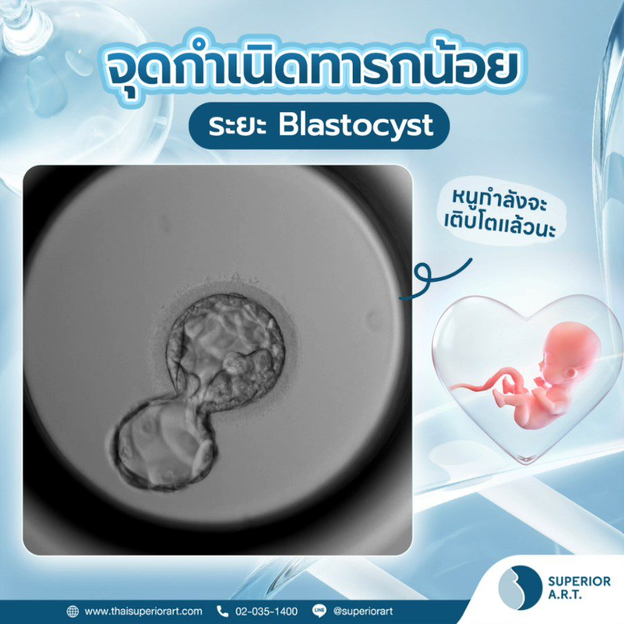 จุดกำเนิดทารกน้อย ระยะ Blastocyst หนูกำลังจะเติบโตแล้วนะ